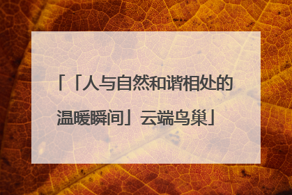 「人与自然和谐相处的温暖瞬间」云端鸟巢