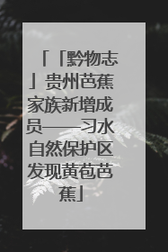 「黔物志」贵州芭蕉家族新增成员——习水自然保护区发现黄苞芭蕉