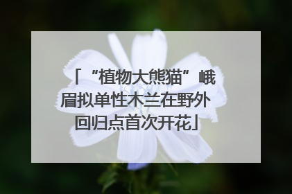 “植物大熊猫”峨眉拟单性木兰在野外回归点首次开花