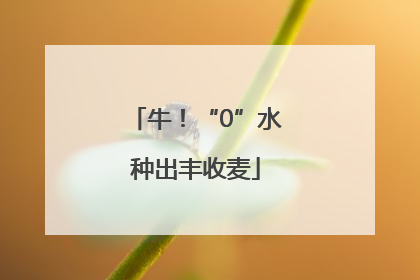 牛！“0”水种出丰收麦