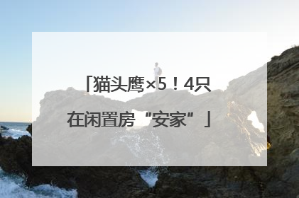 猫头鹰×5！4只在闲置房“安家”