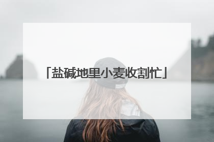 盐碱地里小麦收割忙