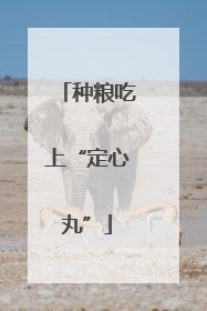 种粮吃上“定心丸”
