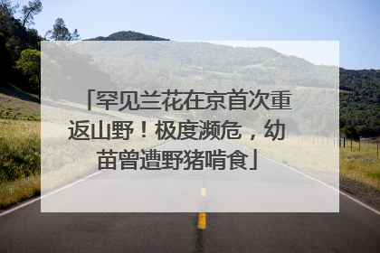罕见兰花在京首次重返山野！极度濒危，幼苗曾遭野猪啃食