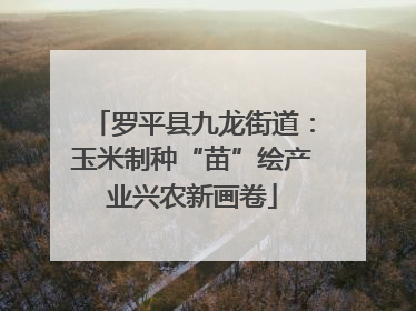 罗平县九龙街道：玉米制种“苗”绘产业兴农新画卷