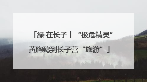 绿·在长子丨“极危精灵”黄胸鹀到长子营“旅游”