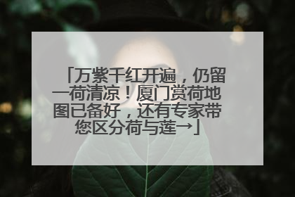 万紫千红开遍，仍留一荷清凉！厦门赏荷地图已备好，还有专家带您区分荷与莲→