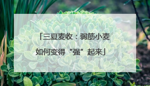 三夏麦收：弱筋小麦如何变得“强”起来