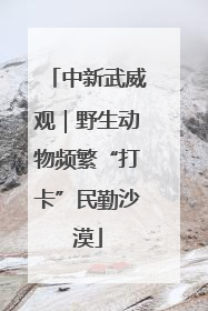 中新武威观｜野生动物频繁“打卡”民勤沙漠