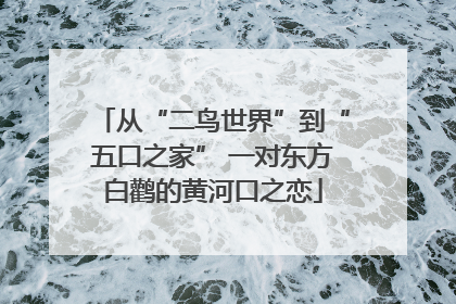 从“二鸟世界”到“五口之家” 一对东方白鹳的黄河口之恋