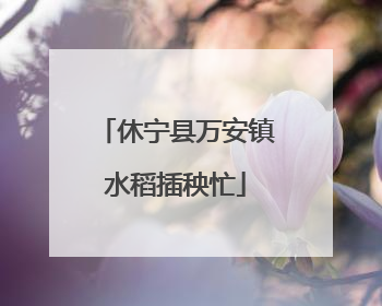 休宁县万安镇水稻插秧忙