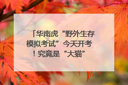 华南虎“野外生存模拟考试”今天开考！究竟是“大猫” 还是顶级猎食者？