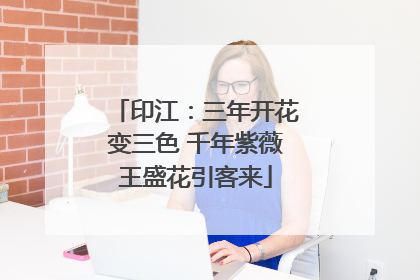 印江：三年开花变三色 千年紫薇王盛花引客来