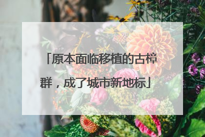 原本面临移植的古樟群，成了城市新地标