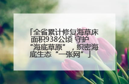 全省累计修复海草床面积938公顷 守护“海底草原”，织密海底生态“一张网”