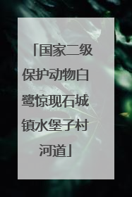 国家二级保护动物白鹭惊现石城镇水堡子村河道