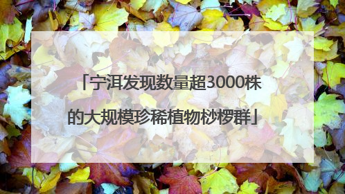 宁洱发现数量超3000株的大规模珍稀植物桫椤群