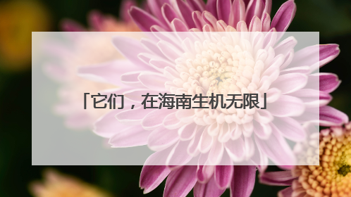 它们，在海南生机无限