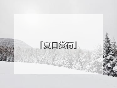 夏日赏荷
