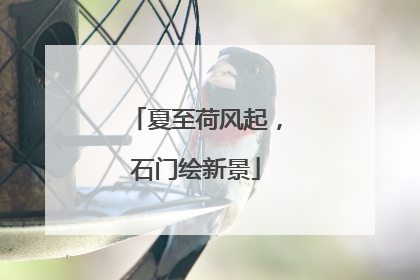 夏至荷风起，石门绘新景