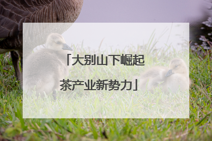 大别山下崛起茶产业新势力