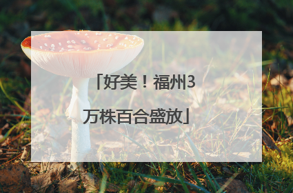 好美！福州3万株百合盛放