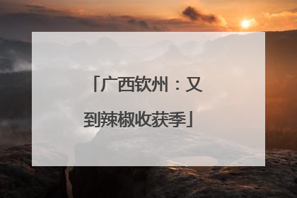 广西钦州：又到辣椒收获季