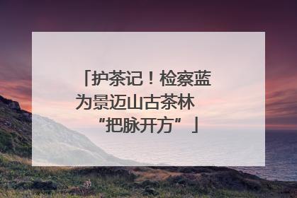 护茶记！检察蓝为景迈山古茶林 “把脉开方”