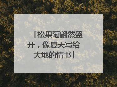 松果菊翩然盛开，像夏天写给大地的情书