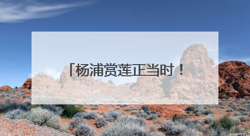 杨浦赏莲正当时！等你速速打卡→