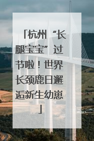杭州“长腿宝宝”过节啦！世界长颈鹿日邂逅新生幼崽