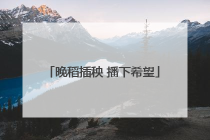 晚稻插秧 播下希望