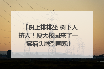树上排排坐 树下人挤人！厦大校园来了一窝猫头鹰引围观