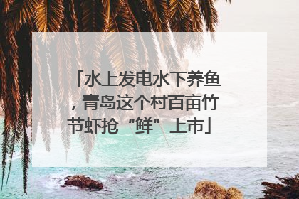 水上发电水下养鱼，青岛这个村百亩竹节虾抢“鲜”上市