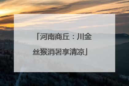 河南商丘：川金丝猴消暑享清凉