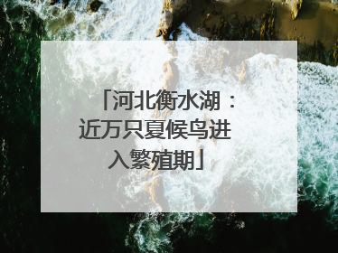 河北衡水湖：近万只夏候鸟进入繁殖期