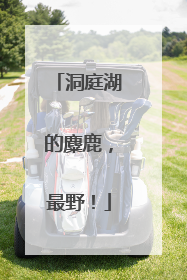 洞庭湖的麋鹿，最野！