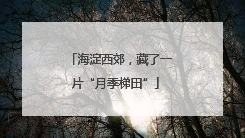 海淀西郊，藏了一片“月季梯田”
