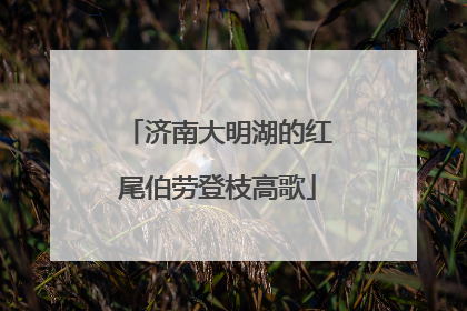 济南大明湖的红尾伯劳登枝高歌