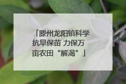 滕州龙阳镇科学抗旱保苗 力保万亩农田“解渴”