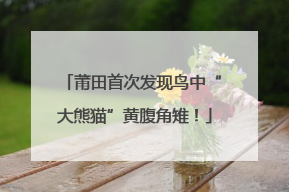 莆田首次发现鸟中“大熊猫”黄腹角雉！