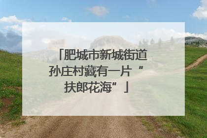 肥城市新城街道孙庄村藏有一片“扶郎花海”