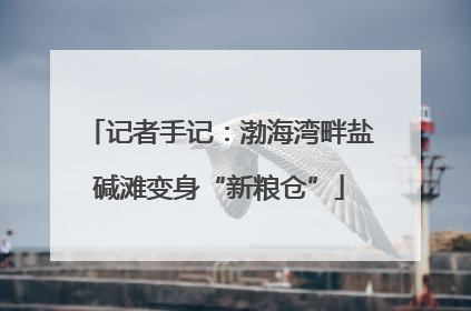 记者手记：渤海湾畔盐碱滩变身“新粮仓”