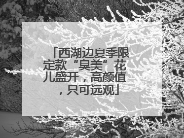 西湖边夏季限定款“臭美”花儿盛开，高颜值，只可远观