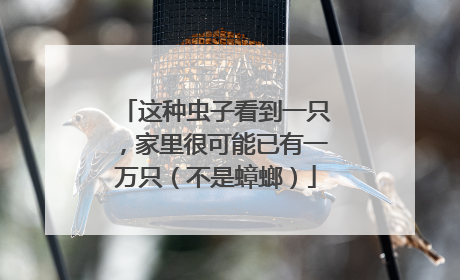 这种虫子看到一只，家里很可能已有一万只（不是蟑螂）