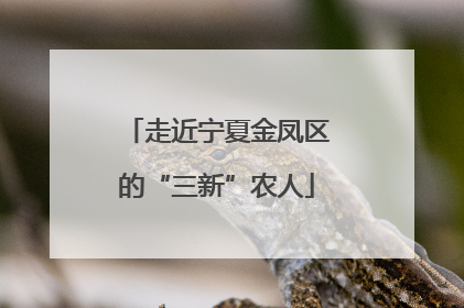 走近宁夏金凤区的“三新”农人