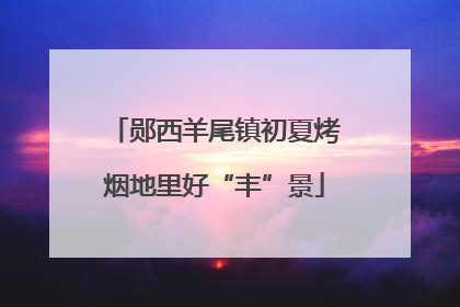 郧西羊尾镇初夏烤烟地里好“丰”景