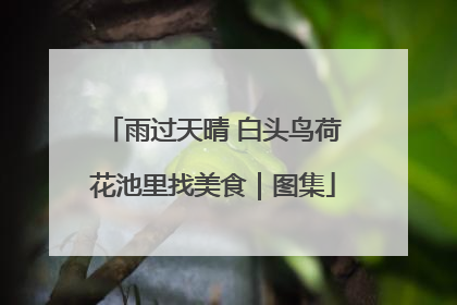 雨过天晴 白头鸟荷花池里找美食｜图集