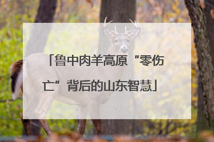 鲁中肉羊高原“零伤亡”背后的山东智慧