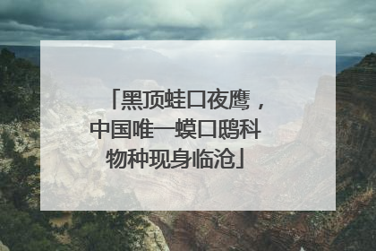 黑顶蛙口夜鹰，中国唯一蟆口鸱科物种现身临沧